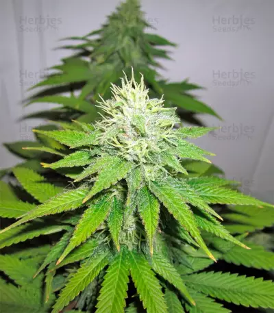 NYC Diesel Auto fem Seeds