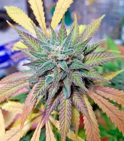 Northern Lights x Big Bud Ryder Seeds