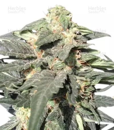 Royal Haze Automatic strain