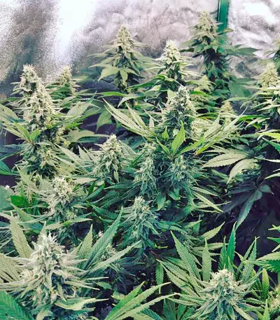 Strawberry Blue Seeds