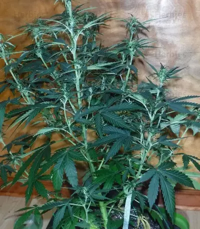 Semillas feminizadas Black Rose Auto (Delicious Seeds)