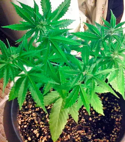 Sugar Mango Ryder Auto (World of Seeds)