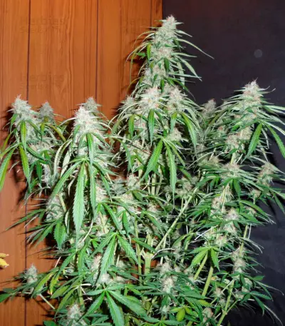 Super Skunk Auto (Vision Seeds)