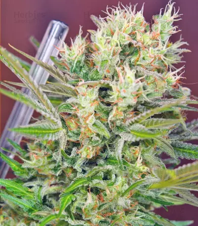 S.A.D. Sweet Afgani Delicious F1 Fast Version Seeds
