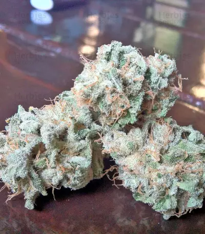 White Siberian feminized seeds