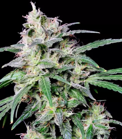 Crystal Candy Seeds