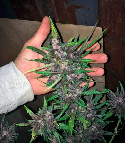 Semi femminizzati Devil Cream Auto