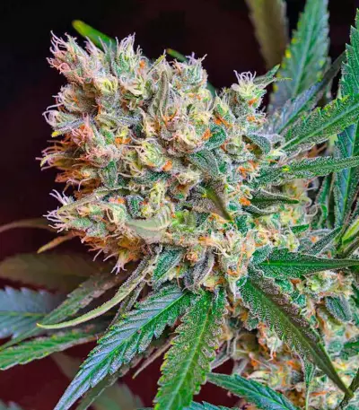 Green Poison F1 Fast Version feminized seeds