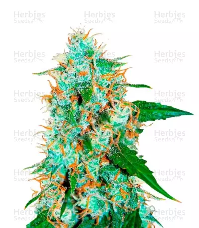 Graines de cannabis Critical Neville Haze 2.0 (Delicious Seeds)