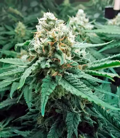 Fruit Punch (Heavyweight Seeds)