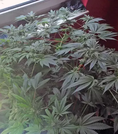Power Flower feminized seeds