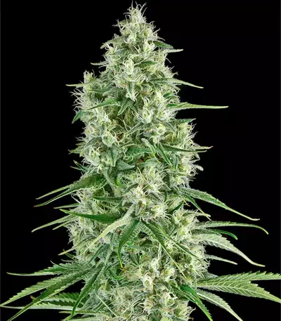 Santa Sativa Seeds