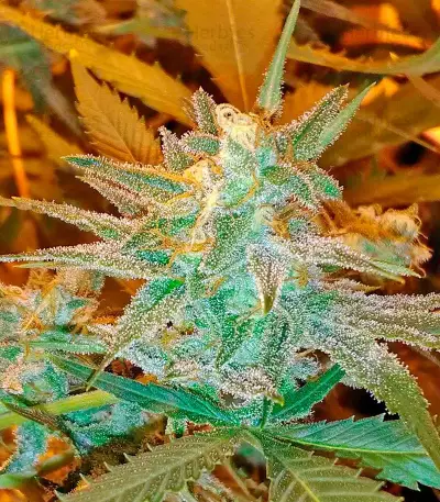 AK 48 strain