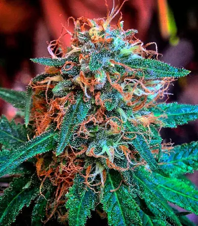 Amnesia Kush Seeds