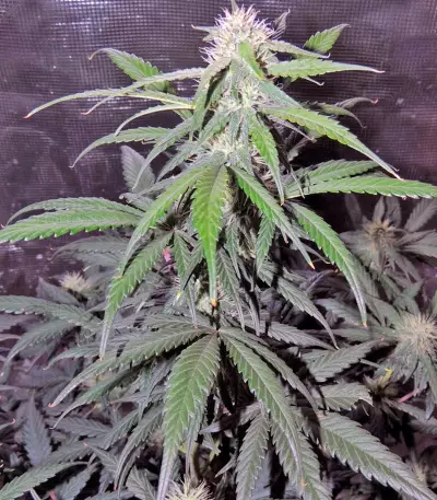 Auto Kryptonite Seeds