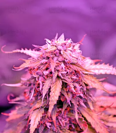 Auto Northern Lights Seeds (00 Seeds)