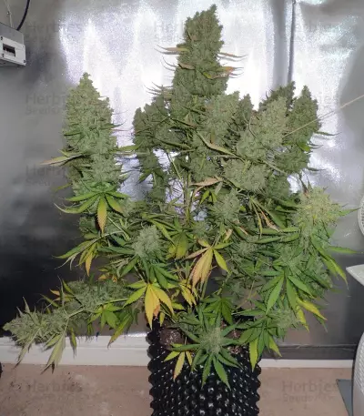 Auto Blueberry feminized seeds (Dutch Passion)