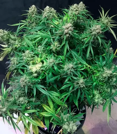 Auto Cinderella Jack (Dutch Passion)