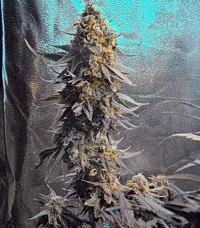 Big Band Max Auto (Kannabia Seeds)