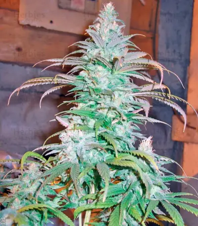 Blue Cheese strain