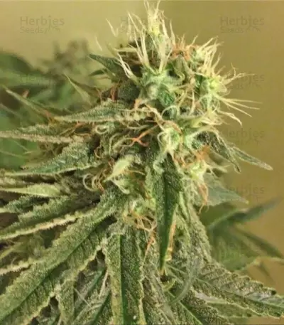 Blue Kripple Seeds