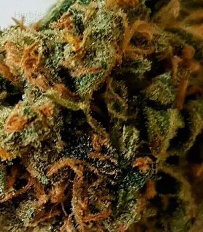 CBD Kong's Kush Seeds