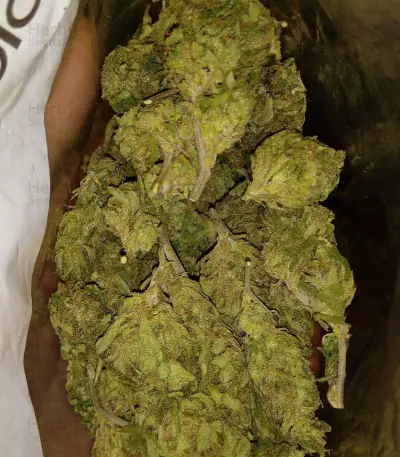 Cheese feminized seeds (Vision Seeds)