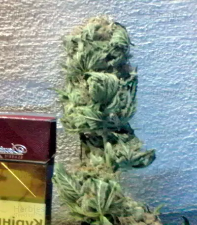 Kaya Gold Seeds