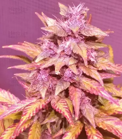 Graines féminisées de LSD-25 Auto (Fast Buds)
