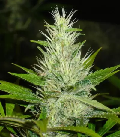 Graines de cannabis Malakoff (Medical Seeds)