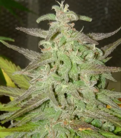 Maroc Seeds