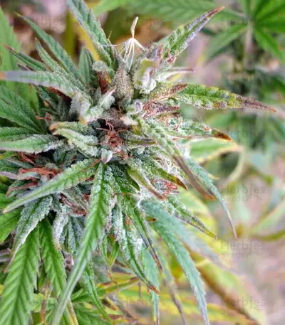 Medusa Seeds