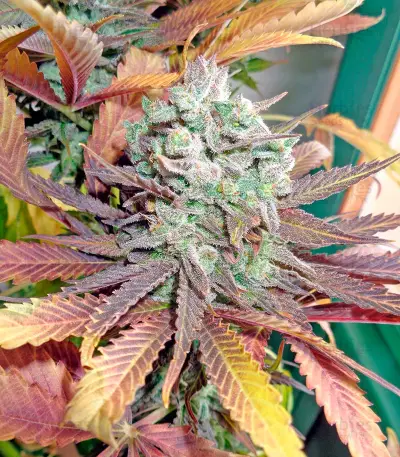 Money Maker (Strain Hunters)