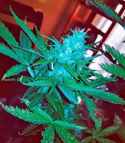 Northern Light X Big Bud (World of Seeds) Cannabis-Samen