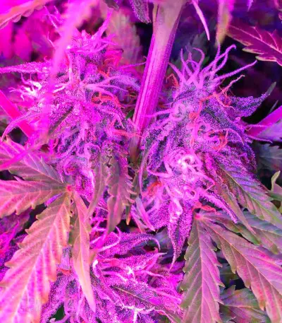 Northern Light Automatic Seeds