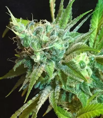 Pineapple Kush Seeds