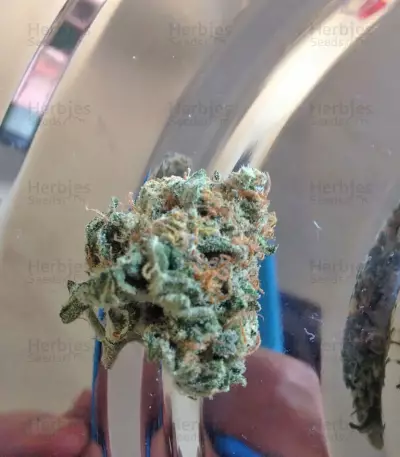 Red Leicester Tease strain