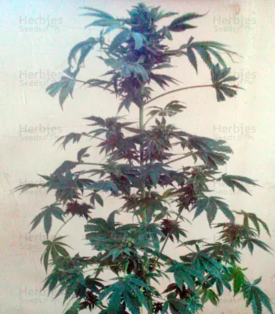 White Magic feminized seeds