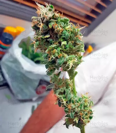 White Widow Automatic feminized seeds