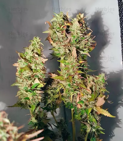 Acid Seeds