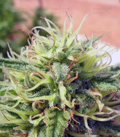 Green Poison Seeds