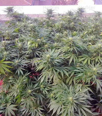 Semi femminizzati Moby Dick (Green House Seeds)