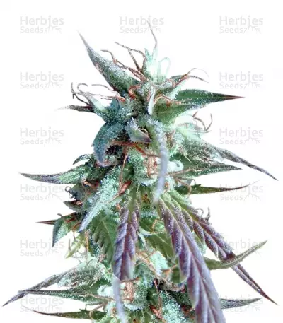 Buy Kilimanjaro feminized seeds