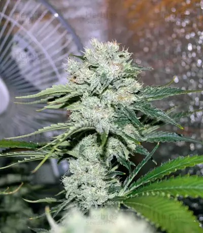 Critical Kush Seeds (Barney's Farm)