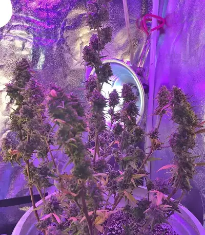 GG#4 Original Glue Auto Seeds