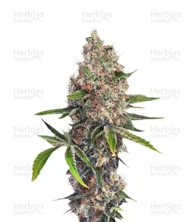 OG Kush feminized seeds (Dinafem Seeds)