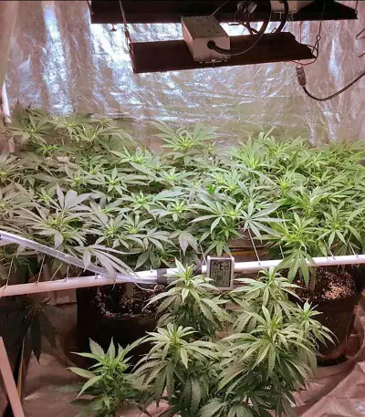 AK-48 Seeds
