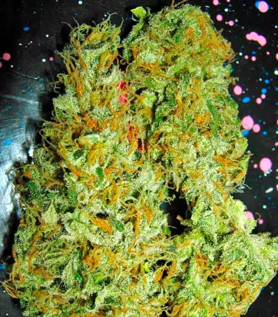 Aurora Indica regular strain