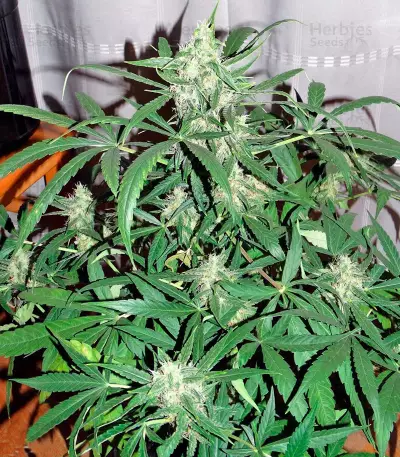 Graines de cannabis Auto Wembley (Pyramid Seeds)