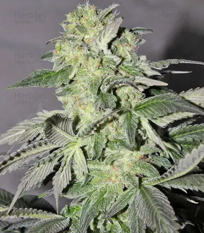 Calamity Jane Auto Seeds